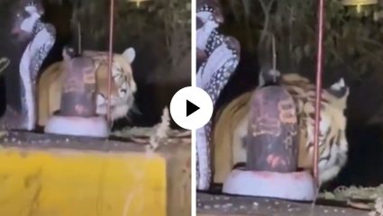 श्रद्धेचा चमत्कार! जंगलाचा शिकारी झाला भक्त, शंकराच्या चरणी केलं नतमस्तक अन् अद्भुत Video Viral