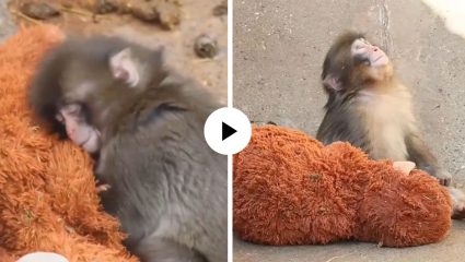 आईने झिडकारलं, कळपाने नाकारलं… शेवटी माकडाच्या पिल्लाने सॉफ्ट टॉयलाच मारली मिठी; डोळ्यात दाटले अश्रू अन् भावनिक Video Viral