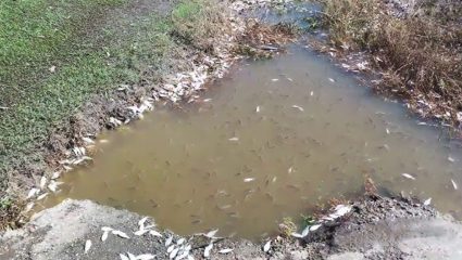 Sangali News : प्रदुषणामुळे नदीत मृत माशांचा खच; रसायन मिश्रित पाण्यामुळे नागरिकांचं आरोग्य धोक्यात