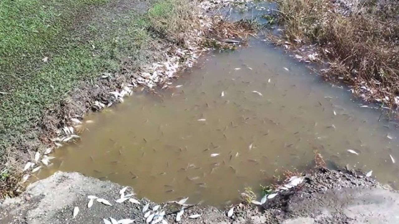 Sangali News : प्रदुषणामुळे नदीत मृत माशांचा खच; रसायन मिश्रित पाण्यामुळे नागरिकांचं आरोग्य धोक्यात