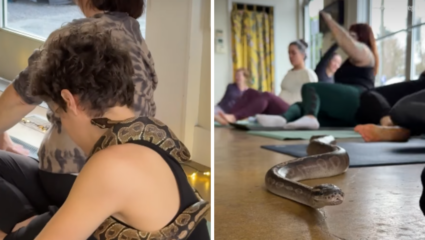 आता अजगर करून घेतोय लोकांकडून Yoga! फिटनेस जगात खळबळ, जिवंत सापांसह फिटनेस; Video Viral