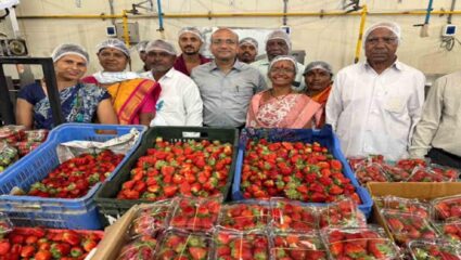 शेतकऱ्यांना मोठा दिलासा! भीमाशंकर परिसरातील स्ट्रॉबेरीला प्रशासनाकडून हमीभाव निश्चित