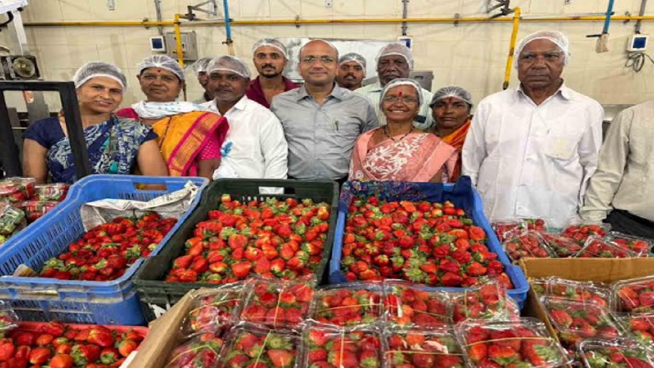 शेतकऱ्यांना मोठा दिलासा! भीमाशंकर परिसरातील स्ट्रॉबेरीला प्रशासनाकडून हमीभाव निश्चित