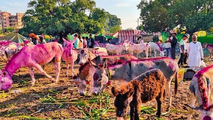 Ahilyanagar News: गाढवांना आला चक्क सोन्याचा भाव! ‘या’ जातील विशेष मागणी