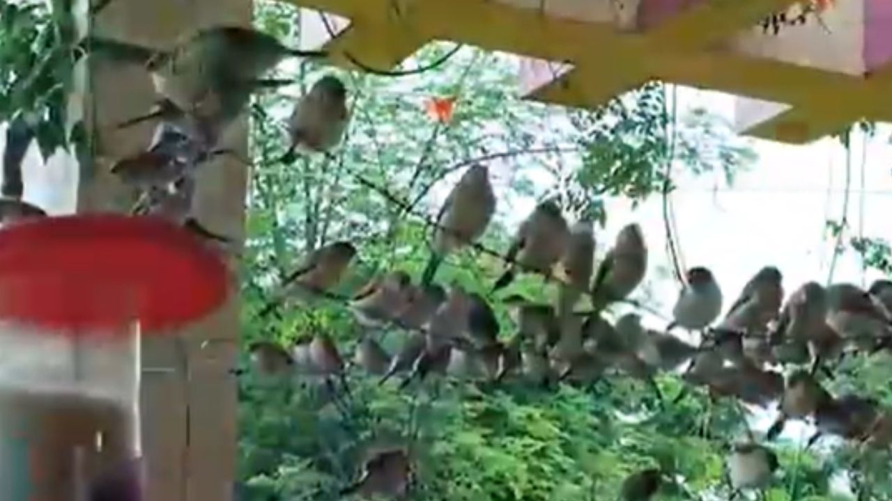 Akola : अकोल्याचा ‘बर्ड मॅन’! चिमण्यांसाठी घरच केलं अभयारण्य