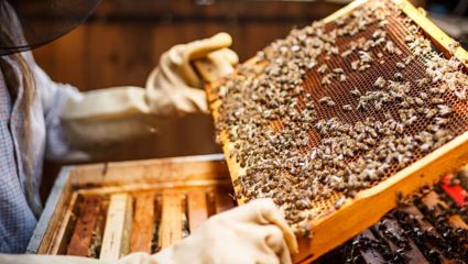 Pune News : जांभोरी गाव होणार ‘मधाचे गाव’; २० बचत गटांतील आदिवासी महिलांचा स्त्युत्य उपक्रम