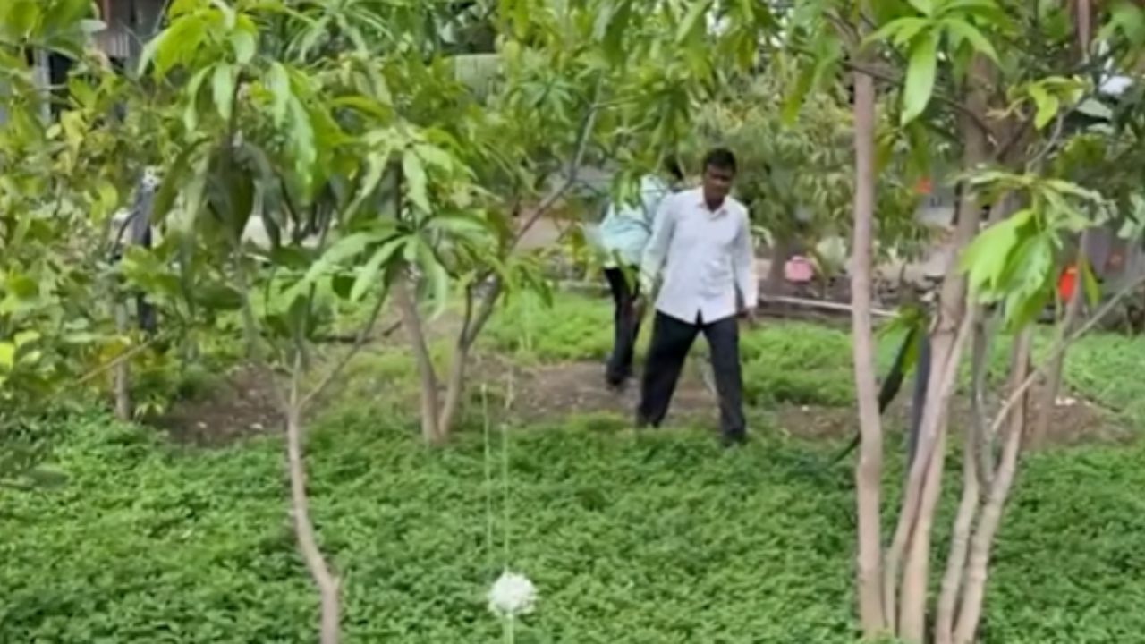 Beed News : अंबाजोगाईच्या शेतकऱ्याची अवघ्या 4 गुंठ्यात 5 लाखांची कमाई