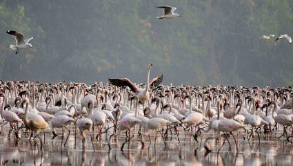 ‘बल्क कन्झ्युमर’ मुळे मासेमाऱ्यांच्या डोक्याला ताप ? नेमकं ही संकल्पना आहे तरी काय ?