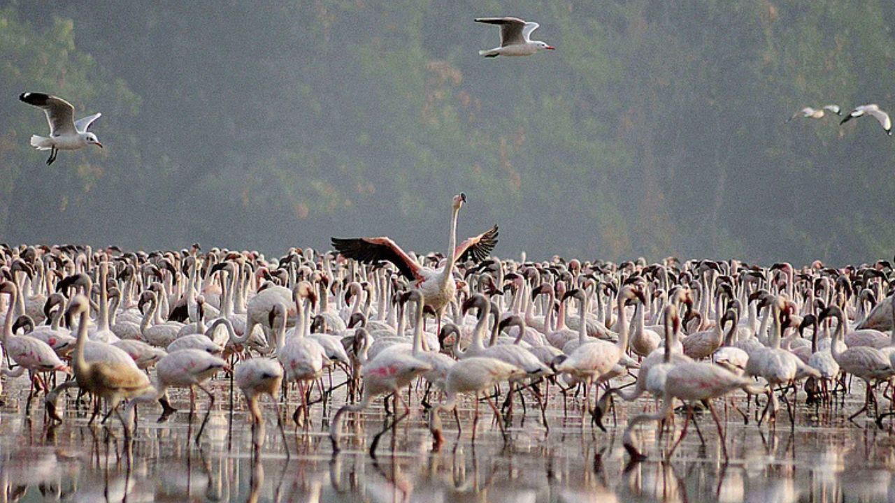 ‘बल्क कन्झ्युमर’ मुळे मासेमाऱ्यांच्या डोक्याला ताप ? नेमकं ही संकल्पना आहे तरी काय ?