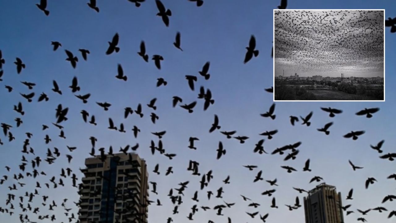 VIRAL VIDEO: जगाच्या विनाशाचे संकेत? इस्रायलच्या आकाशात पसरलं काळं सावट; हजारो कावळ्यांनी सोडलं शहर; कॅमेऱ्यात कैद झाले थरारक क्षण
