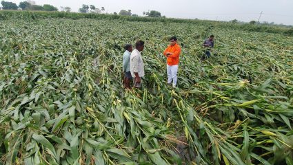 Jyoti Waghmare : गारपिटीनंतर डॉ. ज्योती वाघमारे शेतकऱ्यांच्या बांधावर; तातडीने पंचनाम्यांचे प्रशासनाला निर्देश
