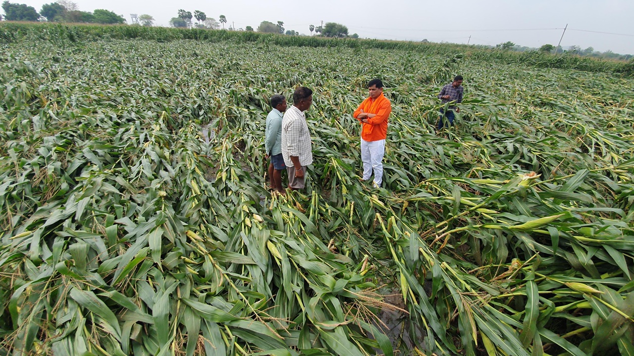 Jyoti Waghmare : गारपिटीनंतर डॉ. ज्योती वाघमारे शेतकऱ्यांच्या बांधावर; तातडीने पंचनाम्यांचे प्रशासनाला निर्देश