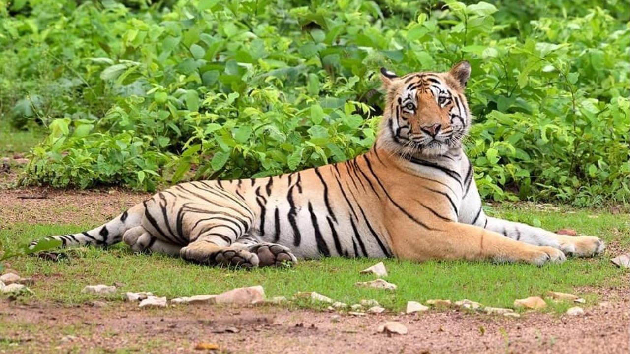 Chandrapur: चंद्रपुरात वाढता मानव-वन्यजीव संघर्ष; 300 वाघांसह मानवी जीवितही धोक्यात