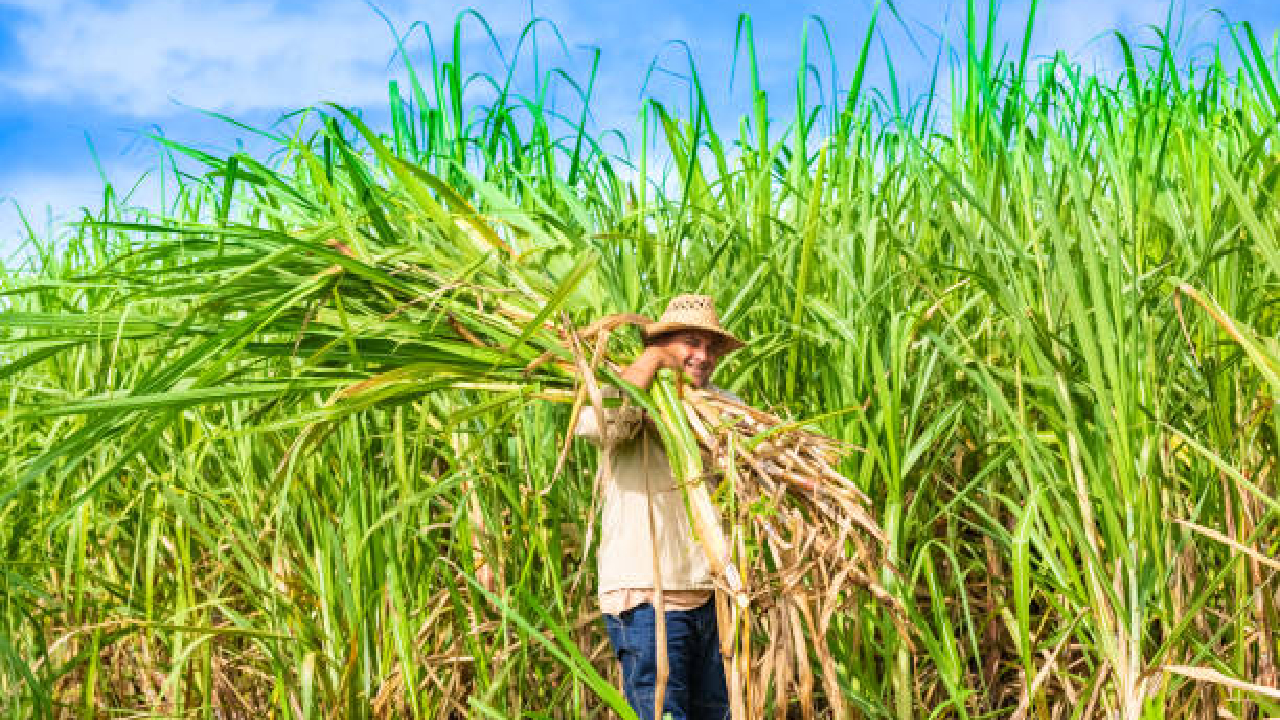 “ऊस उत्पादकांना FRP ची रक्कम देण्यासाठी…”; काय म्हणाले Harshwardhan Patil?