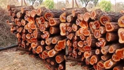 Crime News: रत्नागिरीत खैराच्या अवैध वाहतुकीवर कारवाई; 11 लाखांचा माल जप्त 