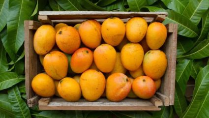 Alphonso Mango: आंबा, काजू बागायतदारांचा आक्रोश मोर्चा; मंत्री नितेश राणे काय म्हणाले?