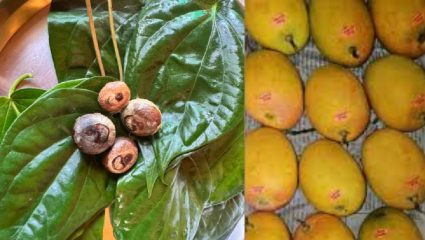 गुहागरात सुपारी सुपात; हापूस अडकित्त्यात! बागायतदारांमध्ये ‘कभी खुशी कभी गम’