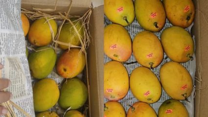 निसर्ग ‘राजा’वर कोपला; हापूस उत्पादनात ९० टक्के घट, तापमानातील अस्थिरतेचा फटका