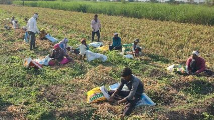 शेतकऱ्यांवर पुन्हा संकट; मजुराचा जाणवतोय मोठा तुटवडा, कांदा काढणीत येणार अडचण