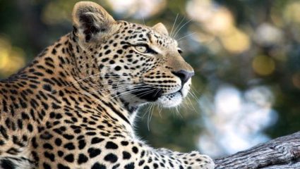 Pench Tiger Reserve : वाघ, बिबट्यांपासून सतर्कतेचा इशारा देणार ‘AI’, कसं ते जाणून घ्या…