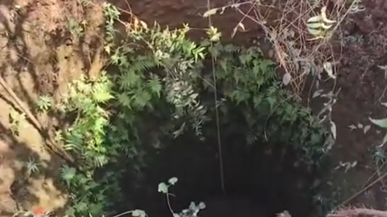 Ratnagiri : पक्षाचा पाठलाग करताना ब्लॅक पँथर थेट विहिरीत