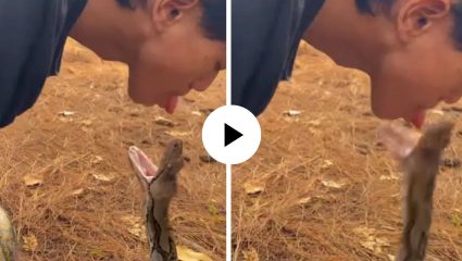 सापाशी पंगा पडला महागात! तरुणाने कोब्राच्या तोंडात जीभ टाकली अन्…; पुढं जे घडलं भयंकर, VIDEO VIRAL