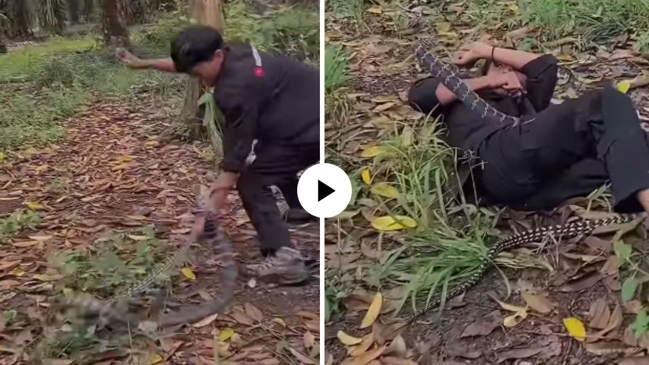 थेट मृत्यूशी गाठ! सापाशी पंगा घेणं पठ्ठ्याला पडलं महागात; कोब्राने फणा काढला अन्…, VIDEO VIRAL
