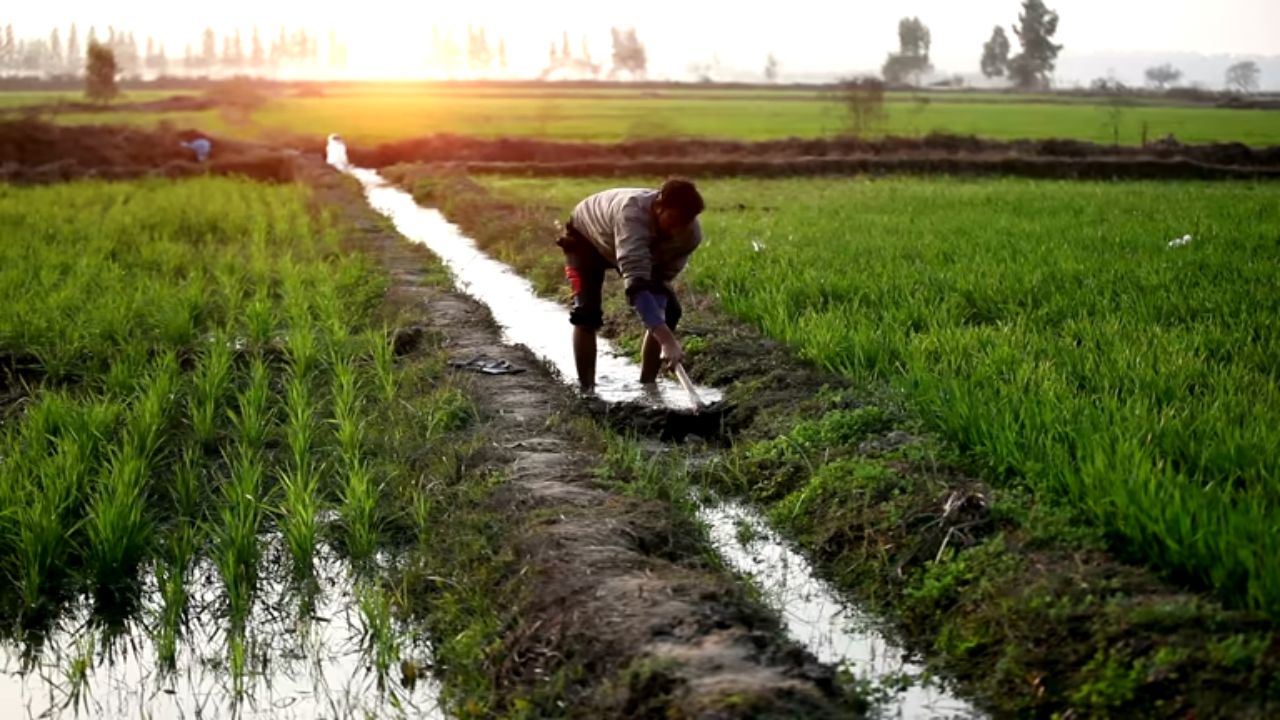 कर्जमुक्तीच्या घोषणेनंतरही वसुलीचा तगादा! पुसद, महागावमध्ये कर्जदार शेतकऱ्यांना बँकांकडून नोटीस
