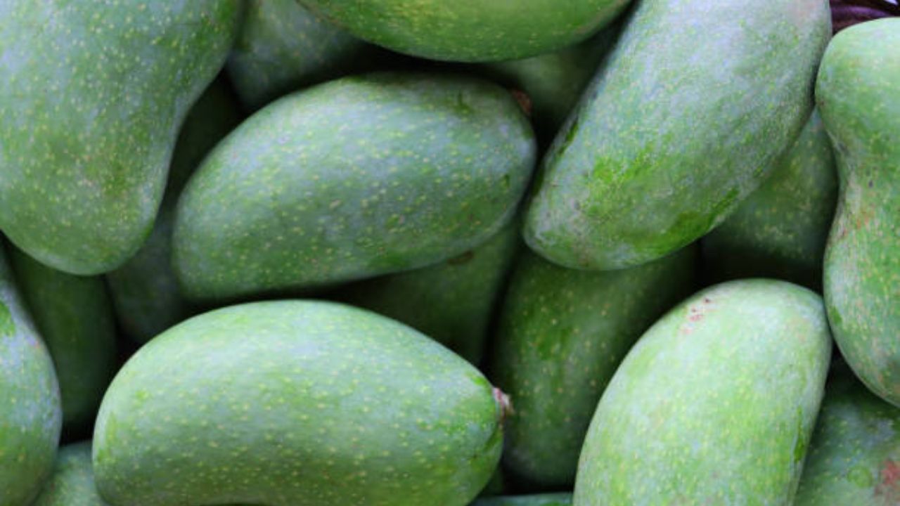 कच्ची कैरी चघळल्यामुळे हिरड्यांमधून रक्त येणे, तोंडाची दुर्गंधी इत्यादी सर्वच समस्यांपासून सुटका मिळते आणि आरोग्य सुधारते. तोंडाला वारंवार येणाऱ्या दुर्गंधीपासून सुटका मिळवण्यासाठी कच्ची कैरी खावी.