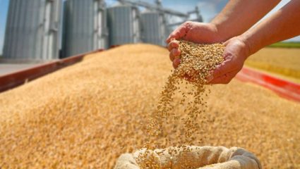 बाजारात गव्हाचे दर घसरले! आखाती युद्धाचा परिणाम; क्विंटलमागे ६०० रुपयांचा बसतोय फटका