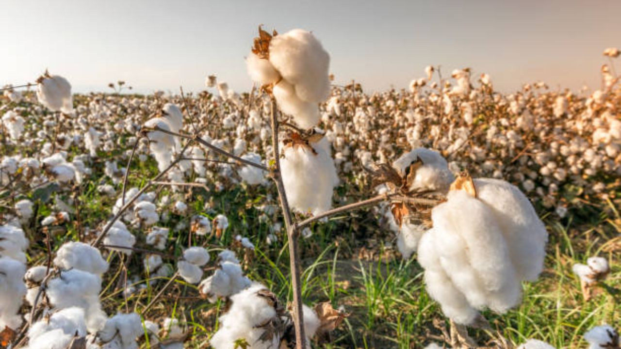 कापूस विक्रीचा पेच आता आणखी वाढला! विक्रीसाठी मुदतवाढ; मात्र नवीन नोंदणीचा मार्ग करण्यात आला बंद