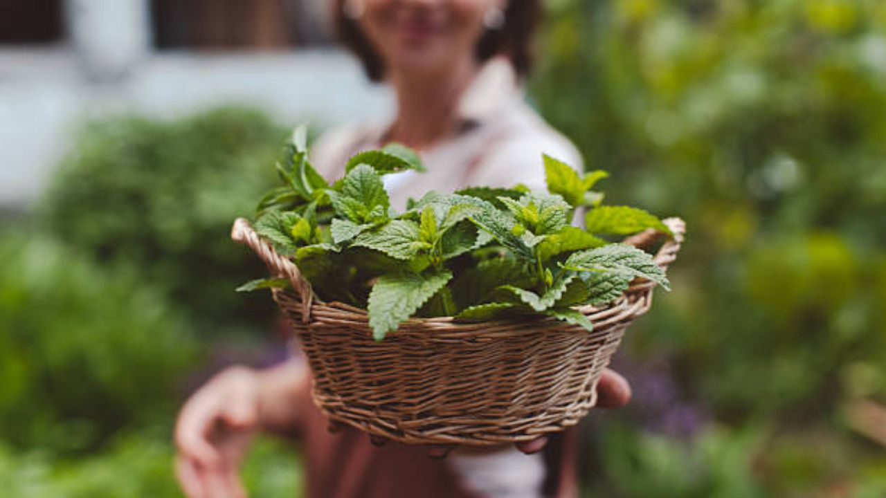 पोटाच्या विकारांनी त्रस्त असलेल्या लोकांनी पुदिन्याच्या पानांचे सेवन करावे. पण आरोग्यासंबंधित इतर कोणत्याही समस्या उद्भवू लागल्यास डॉक्टरांच्या सल्ल्याने उपचार करावेत.