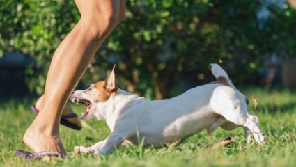 भटक्या कुत्र्याच्या ओरखड्यामुळे ९ वर्षीय मुलीचा मृत्यू! रेबीजसारख्या गंभीर आजाराची लागण झाल्यानंतर दिसून येतात ‘ही’ लक्षणे