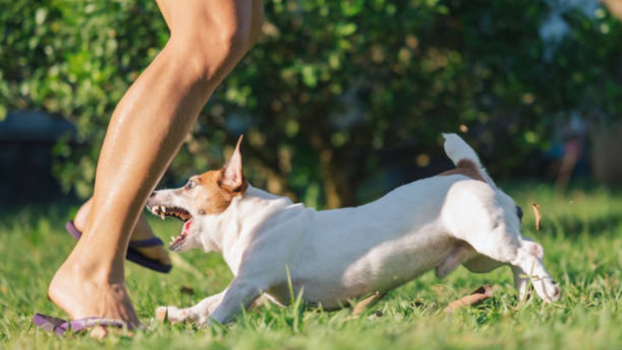 भटक्या कुत्र्याच्या ओरखड्यामुळे ९ वर्षीय मुलीचा मृत्यू! रेबीजसारख्या गंभीर आजाराची लागण झाल्यानंतर दिसून येतात ‘ही’ लक्षणे