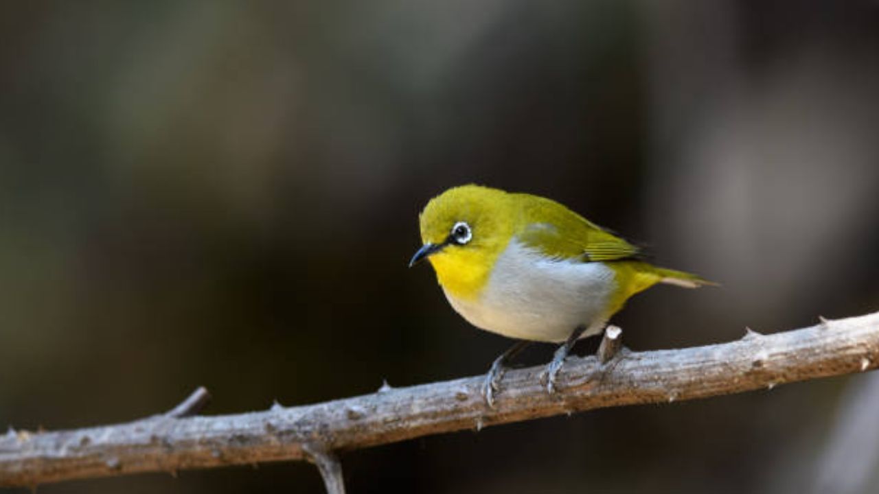 नागझिरात ‘चष्मेवाला’ पक्ष्याचे दर्शन! पक्षीतज्ज्ञ किरण पुरंदरे यांनी छायाचित्रात टिपला अनमोल क्षण