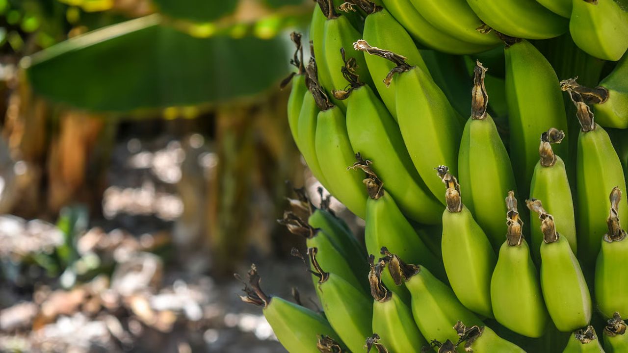 Jalgaon केळी उत्पादक संकटात; भाव कोसळल्याने शेतकऱ्यांचे कंबरडे मोडले