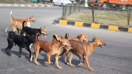 Chhatrapati Sambhajinagar हादरले! ४ वर्षांच्या चिमुकलीवर भटक्या कुत्र्यांचा जीवघेणा हल्ला; शरीरावर १०० हून अधिक जखमा