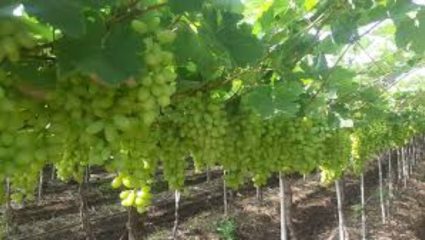 Sangali News: तासगावच्या द्राक्ष संशोधन केंद्राकडे दुर्लक्ष का? सांगलीच्या आमदारांचा लक्षवेधीद्वारे सरकारला सवाल