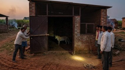 अजिंठ्यात ग्रामस्थांचे धाडस! गोठ्यात घुसलेल्या नरभक्षक बिबट्याला केले जेरबंद; दुसऱ्या बिबट्याचा हल्ला थोपवला