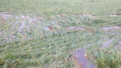 Unseasonal Rain: कराड तालुक्याला अवकाळीचा तडाखा! गहू, ज्वारी अन् भाजीपाला पिकाला फटका