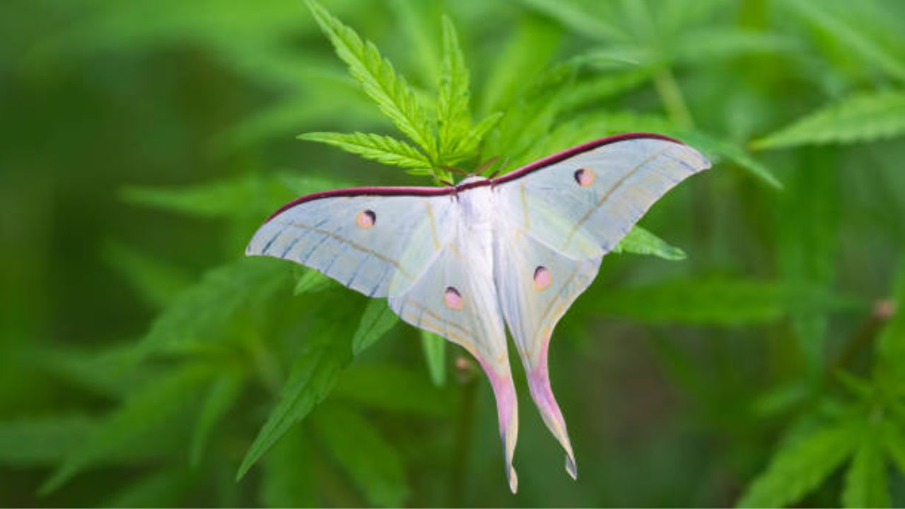 लूना मॉथ हा पतंगासारखा दिसणारा अतिशय सुंदर जीव आहे. या जीवाचे आयुष्य फक्त ७ दिवसांचे असते. हा जीव वयस्कर झाल्यानंतर कोणत्याही गोष्टींचे सेवन करत नाही. 