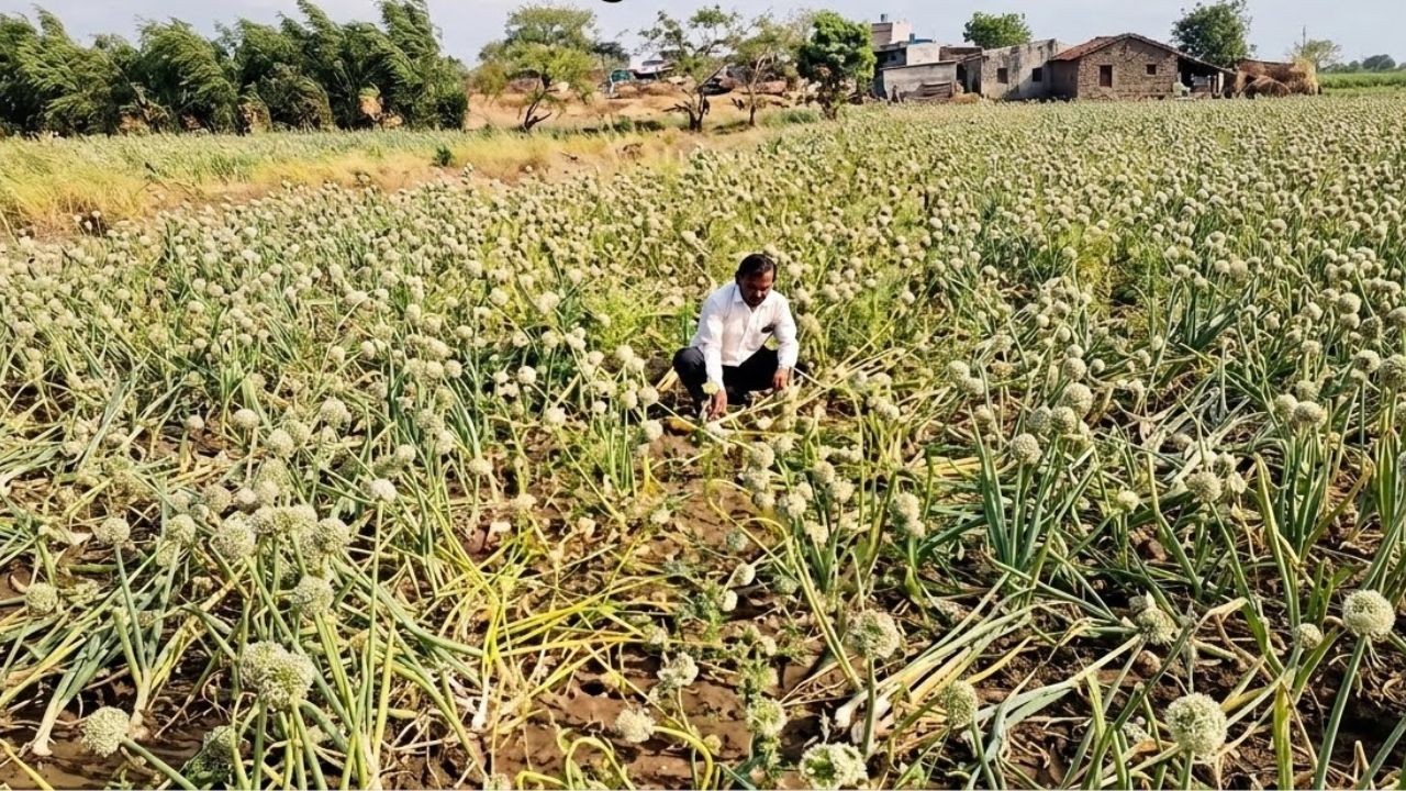 सिल्लोड-कन्नडमध्ये अवकाळीचा हाहाकार! मुसळधार पाऊस आणि गारपिटीने शेती पिकांचे अतोनात नुकसान; बळीराजा पुन्हा संकटात