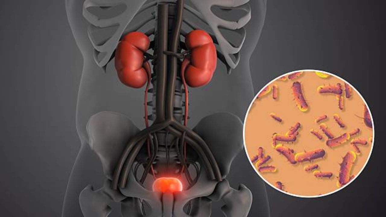 लघवी दीर्घकाळ थांबवून ठेवल्यामुळे किडनी-मूत्राशयावर होतो गंभीर परिणाम! इन्फेक्शन रोखण्यासाठी करा ‘हे’ उपाय