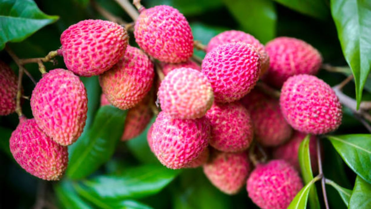 लिची हे उष्णकटिबंधीय फळ आल्यामुळे सामान्य खोलीतील तापमानात व्यवस्थित टिकून राहते. फ्रिजमध्ये ठेवल्यानंतर लिची लगेच खराब होते.