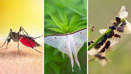 असे सजीव ज्यांच्याकडे जगण्यासाठी असतो फार कमी वेळ, जाणून घेऊया प्राण्यांबद्दल सविस्तर माहिती