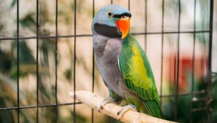 राणीबागेत ग्रे पोपटांनी विदेशी पर्यटकांना केले आकर्षित! देशी, विदेशी पर्यटकांची वाढली संख्या