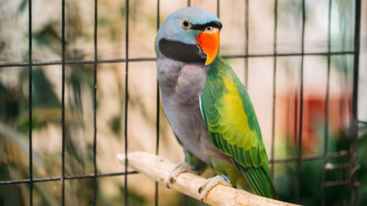 राणीबागेत ग्रे पोपटांनी विदेशी पर्यटकांना केले आकर्षित! देशी, विदेशी पर्यटकांची वाढली संख्या