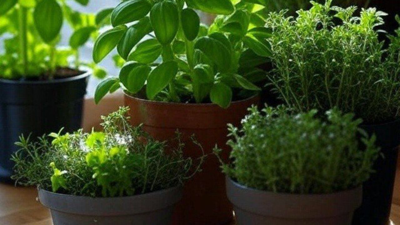 Vastu Tips: सकारात्मक ऊर्जा हवी असल्यास योग्य ठिकाणी मातीच्या वस्तू ठेवल्याने घरात येईल सुख, शांती आणि चैतन्य