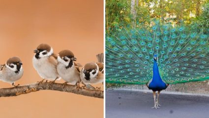 Vastu Tips: घराबाहेर पडताना या गोष्टी दिसणे असते शुभ, नशिबाची मिळते साथ