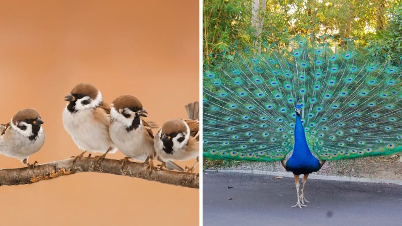 Vastu Tips: घराबाहेर पडताना या गोष्टी दिसणे असते शुभ, नशिबाची मिळते साथ